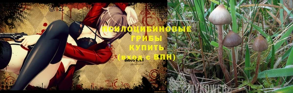 гашик Тихвин
